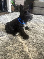 Selling my 11 week old schnauzer, his color is black and white.