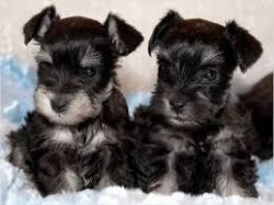 Miniature Schnauzer Puppies for good homes