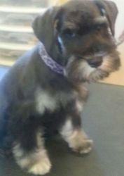 Awesome Miniature Schnauzer Puppies For Sale