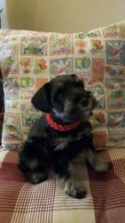 Male, Black and Silver, AKC Puppy