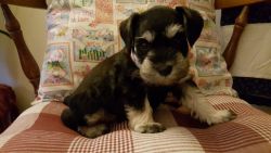 Beautiful Female, AKC, Black and Silver Puppy