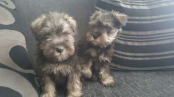 Miniture Schnauzers pups