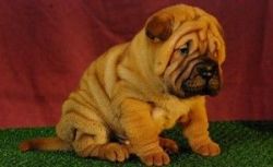 Miniature Shar Pei Puppies For Sale