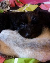 Black and Silver Schnauzers