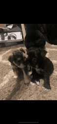 Miniature schnauzer puppies for sale!!!