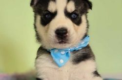 Siberian Husky Puppy For Sale ( KC Registered ) in