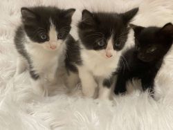 Kittens in MA