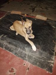 Kombai mixed breed dog for sale. Contact for further unfo