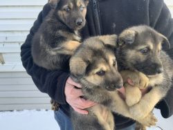 Siberian husky/German shepherd puppies