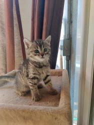 Kitties for adoption