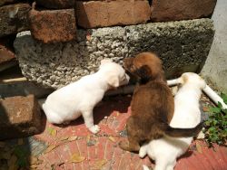 1 month old puppies