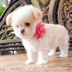 Shi Chi puppy