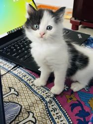 Persian and ooty cat mixed kittens