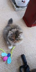 Super Cute Tortie Kitten