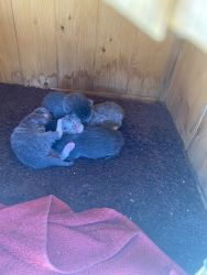 Selling adorable short grey-hair kittens with white paws in 8 weeks
