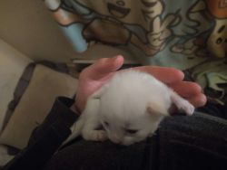 White kittens