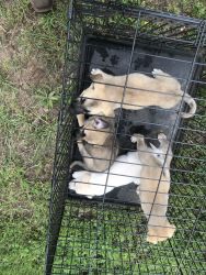 Puppies available
