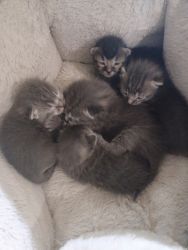 Kittens 1 month old