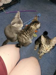Tabby kittens in need of a loving home