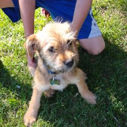 Small terrier pup
