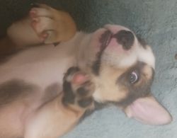 I have five beautiful affactionate puppies looking for a forever home!