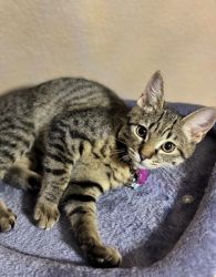Sweet 3 month female kitten needs a new loving home
