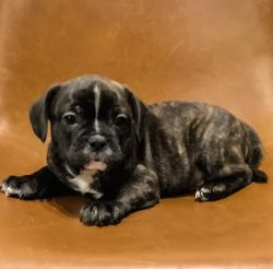 Adorable Frenchie Mix Puppies for Sale!