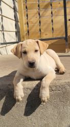 Labrador/Husky mix Puppies