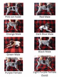 German Shorthaired Pointer Pups Purebred