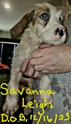 Bernedoodle Savannah mixed puppy ISO furever home