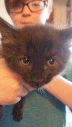 5 Cute Playful Kittens for small re homing fee