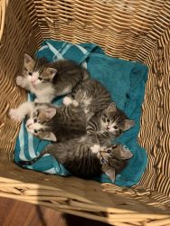 4 adorable kittens forsale