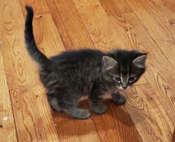 3 friendly kittens are looking for a new home