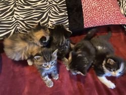 4 adorable kittens for sale !