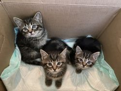 3 adorable kittens for sale