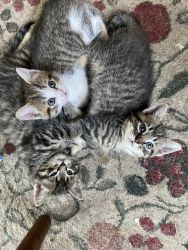 3 Adorable Kittens