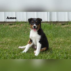 1 Aussie Corgi cross puppy in Clare, Mi male
