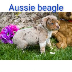 Australian Shepherd heeler beagle puppies 2 left