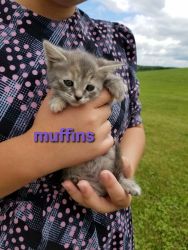Cuddly farm kitten / female