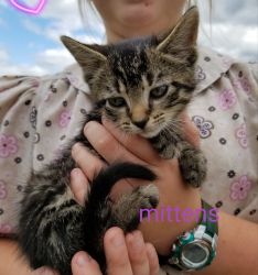 Cuddly farm kitten/ female