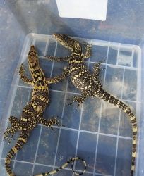 Water Monitor Lizards For Sale