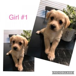 Morkie pups for sale