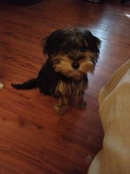 Hello my name is nene I have a5 month old morkie