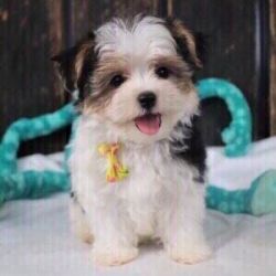 Playful Morkie puppies ready to go.