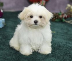 Morkies is for sale