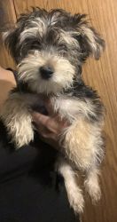3 month old male morkie
