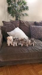 Morkie Puppy for sale