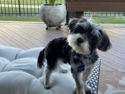 Morkie male 14 months old