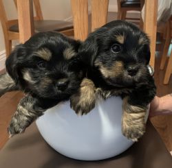 YORKIE/MALTESE PUPPIES LOOKING FOR A FOREVER HOME