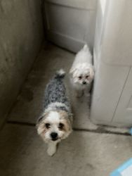 2 morkies for sale
